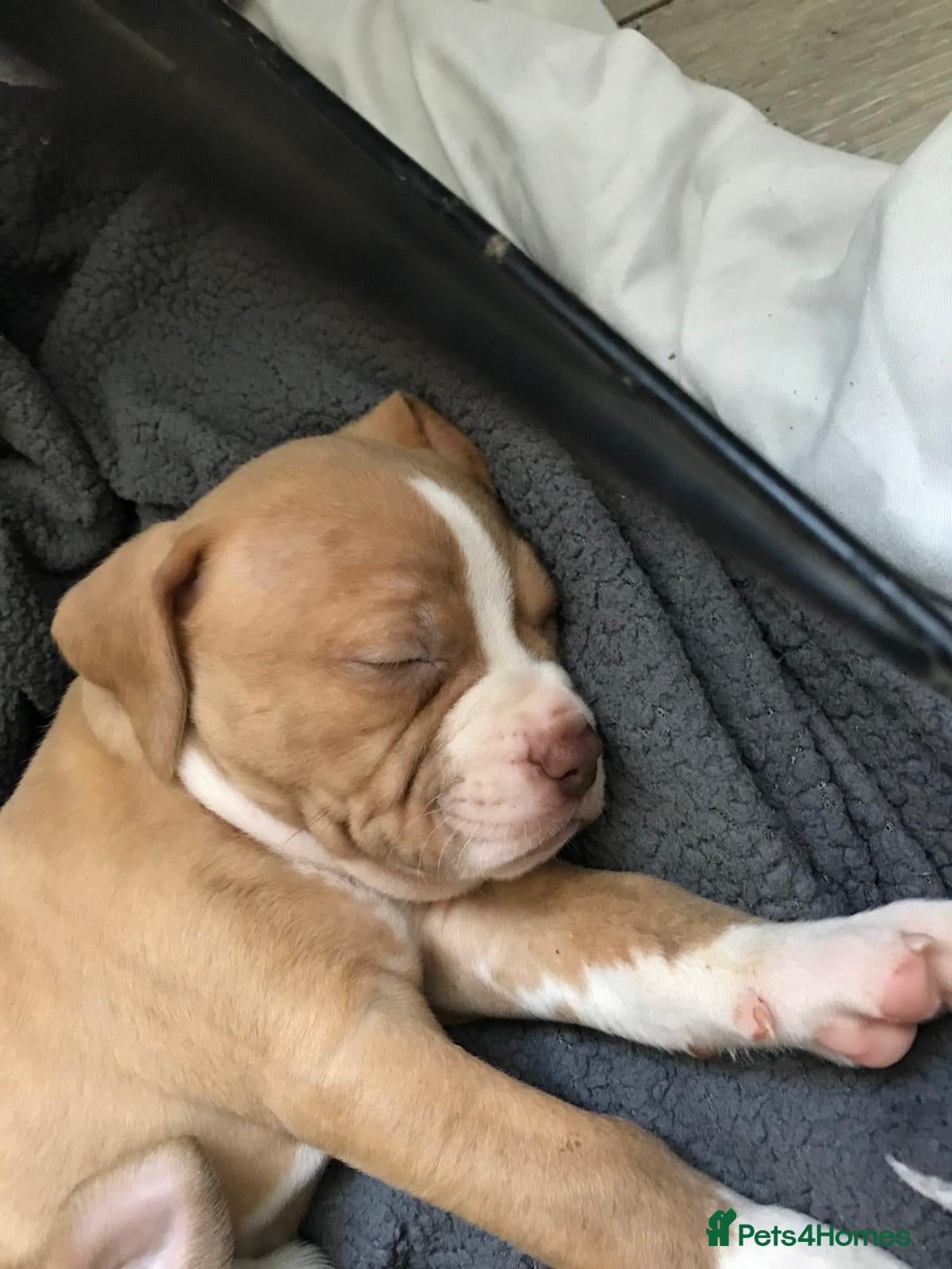 American Bulldog dogs American bulldog puppies cross - Advert 2