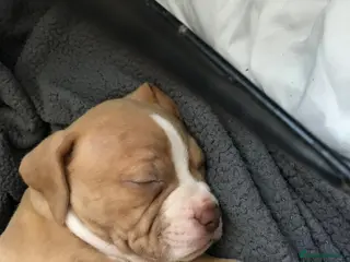 American Bulldog dogs American bulldog puppies cross - Advert 2