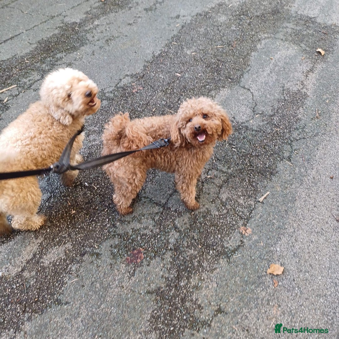 Miniature Poodle dogs for stud: Chocolate brown Miniature Poodle Stud - Advert 8