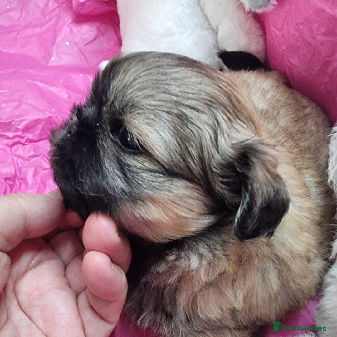 Shih Tzu dogs for sale: Kc reg stunning very tiny babies boys/girls - Image 6