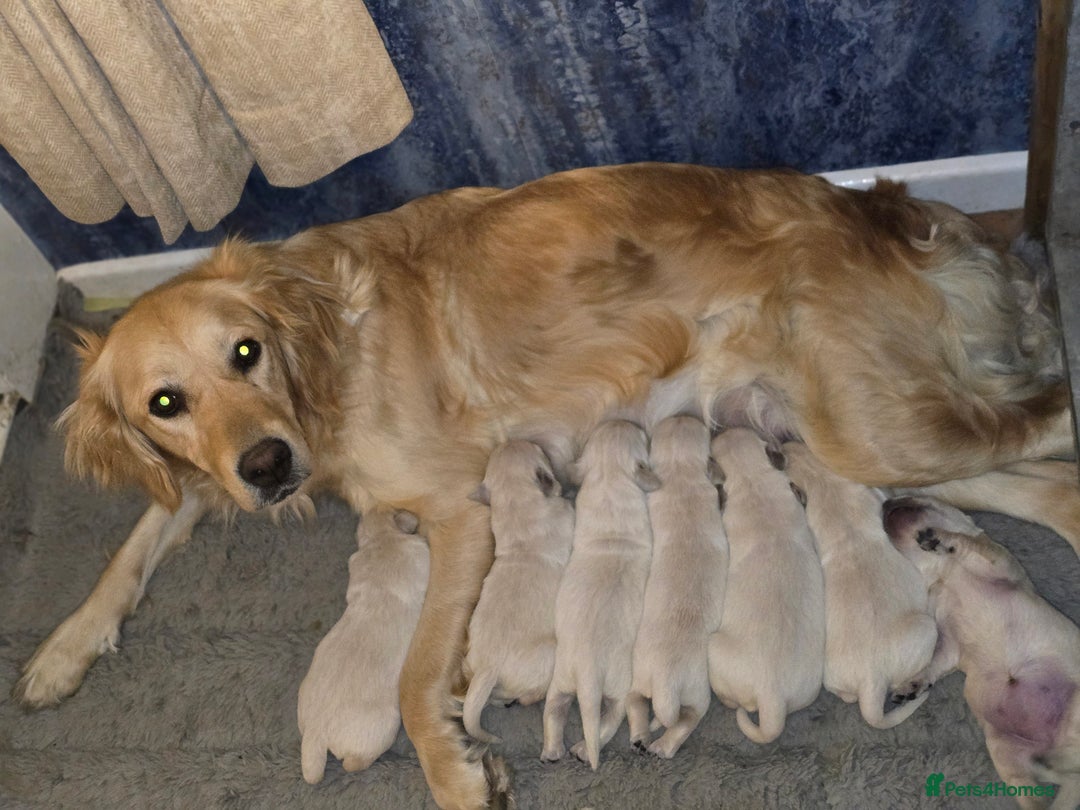 Golden Retriever dogs for sale: Beautiful Golden Retrievers READY TO GO!  - Image 15