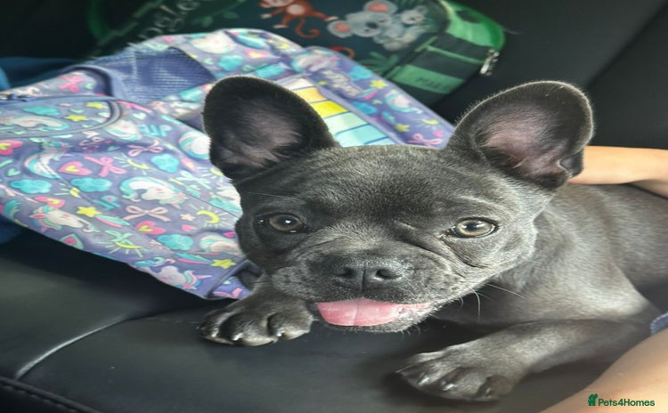 French Bulldog dogs - Advert 5