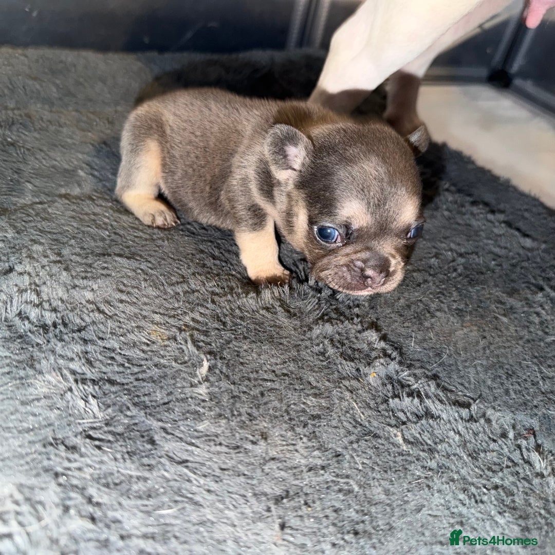 French Bulldog dogs for sale: French bulldog puppies  - Advert 14