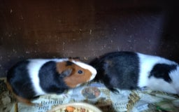 Guinea Pig rodents for sale: Baby females and two adult female  - Image 8