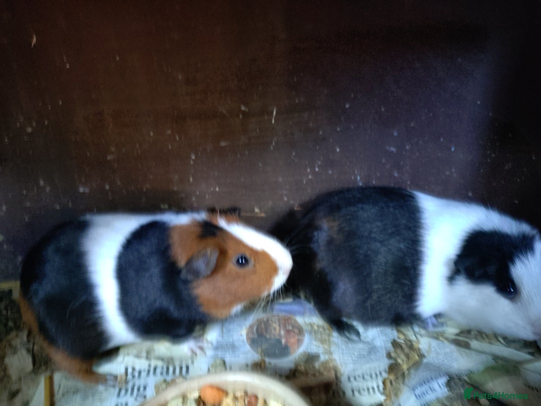Guinea Pig rodents for sale: Baby females and two adult female  - Image 8