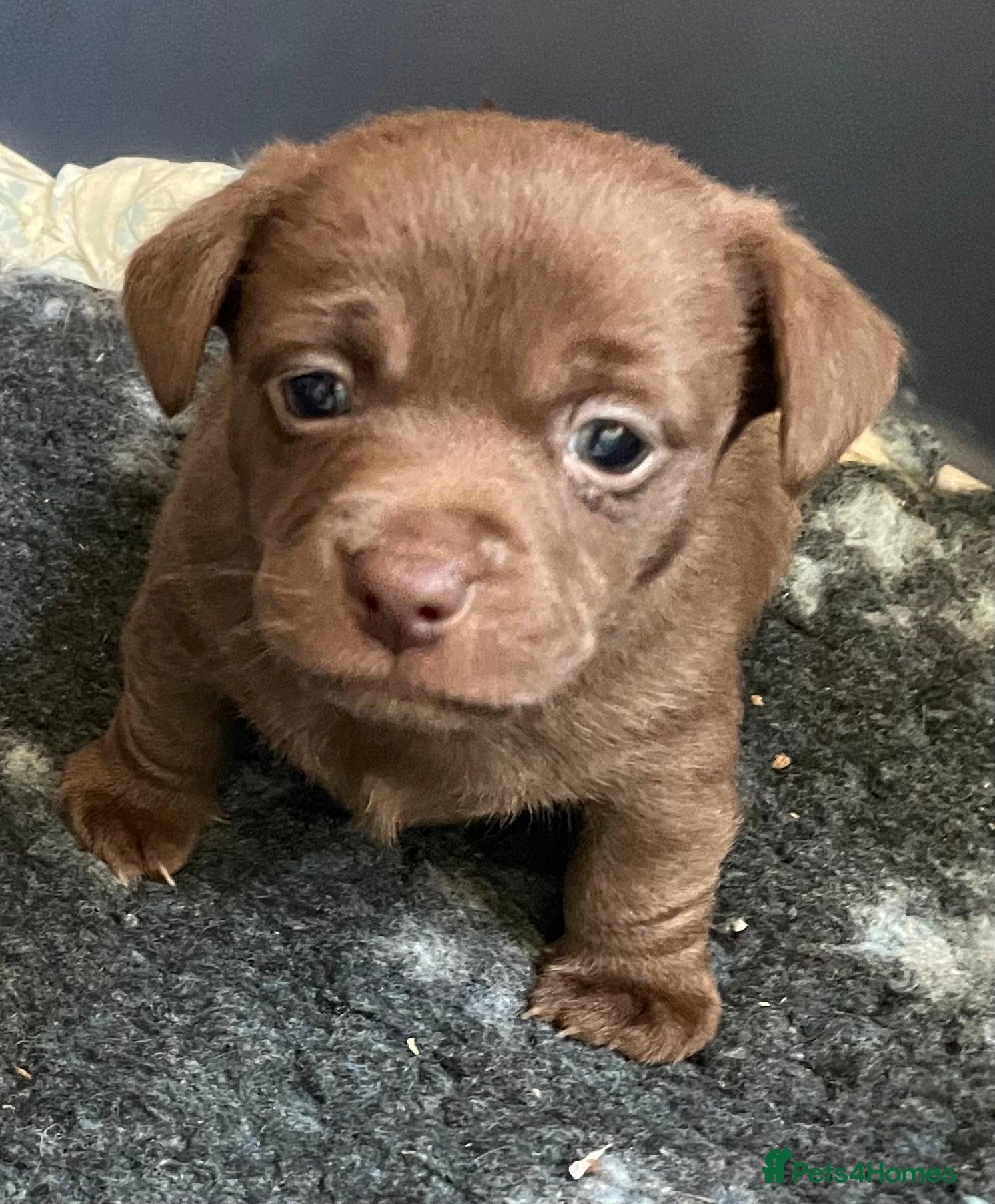 Jack Russell dogs 1 male Tiny Jack Russell Puppy - Advert 6