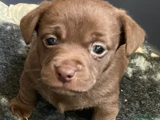 Jack Russell dogs 1 male Tiny Jack Russell Puppy - Advert 6