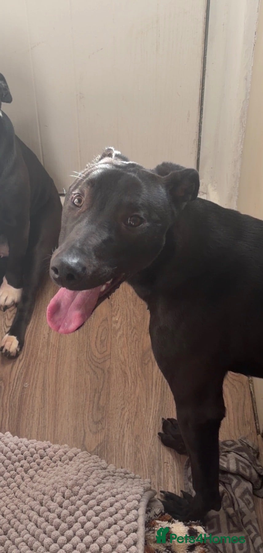 Lurcher dogs Bleu the lurcher (FREE) read description - Advert 6