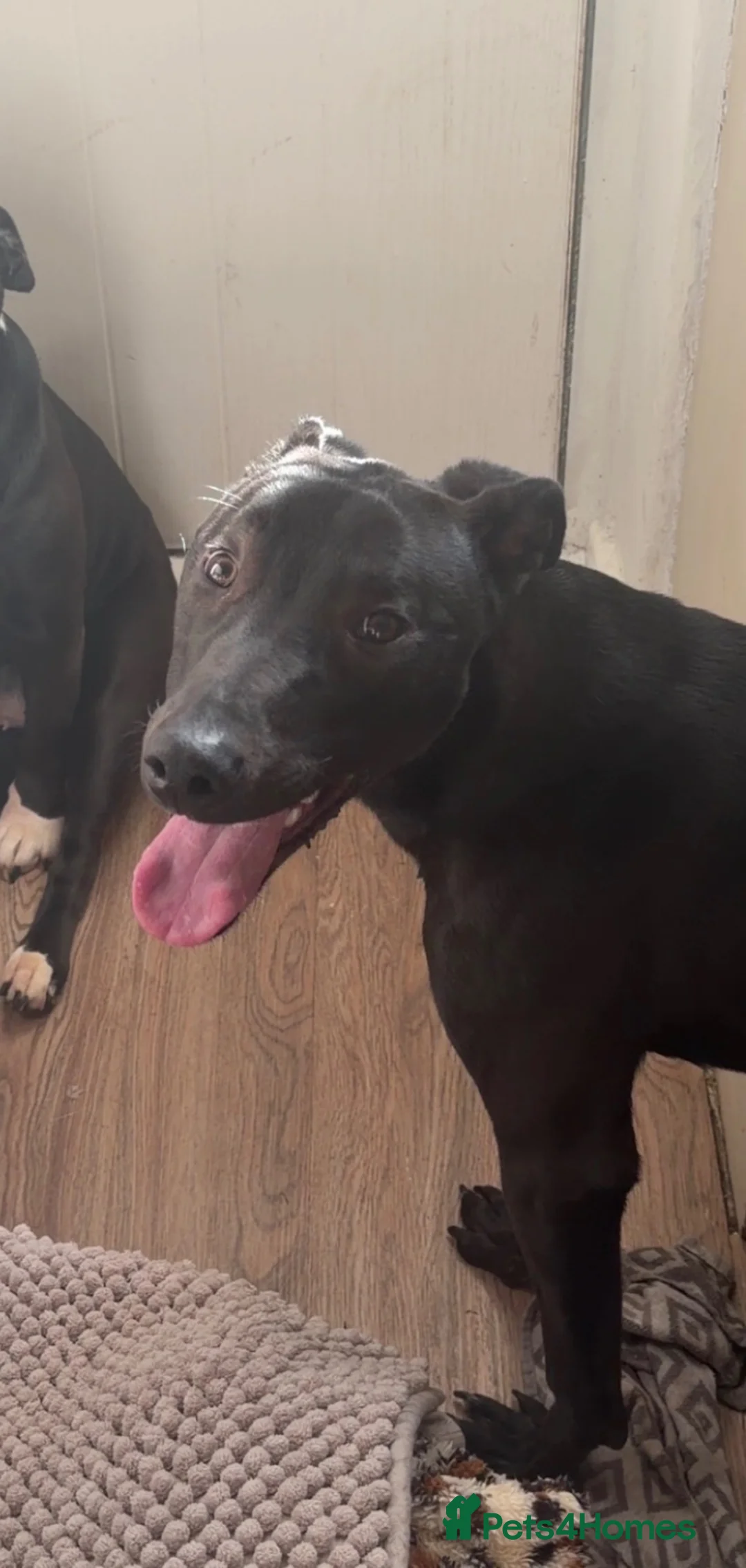 Lurcher dogs for sale: Bleu the lurcher (FREE) read description - Advert 1