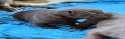 Labrador Retriever dogs for sale: Beautiful chocolate Labrador puppies  - Advert 5