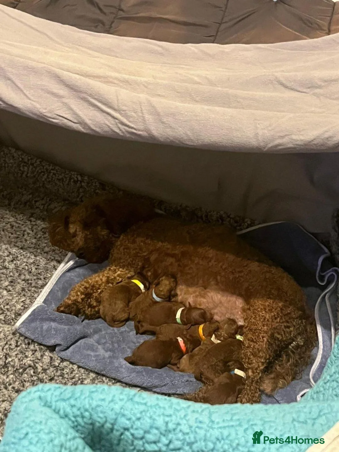Cockapoo dogs for sale: Beautiful Red F1B cockapoo puppies in Barnsley - Advert 9