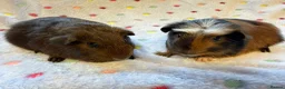 Guinea Pig rodents for sale: Beautiful baby boars - Advert 4