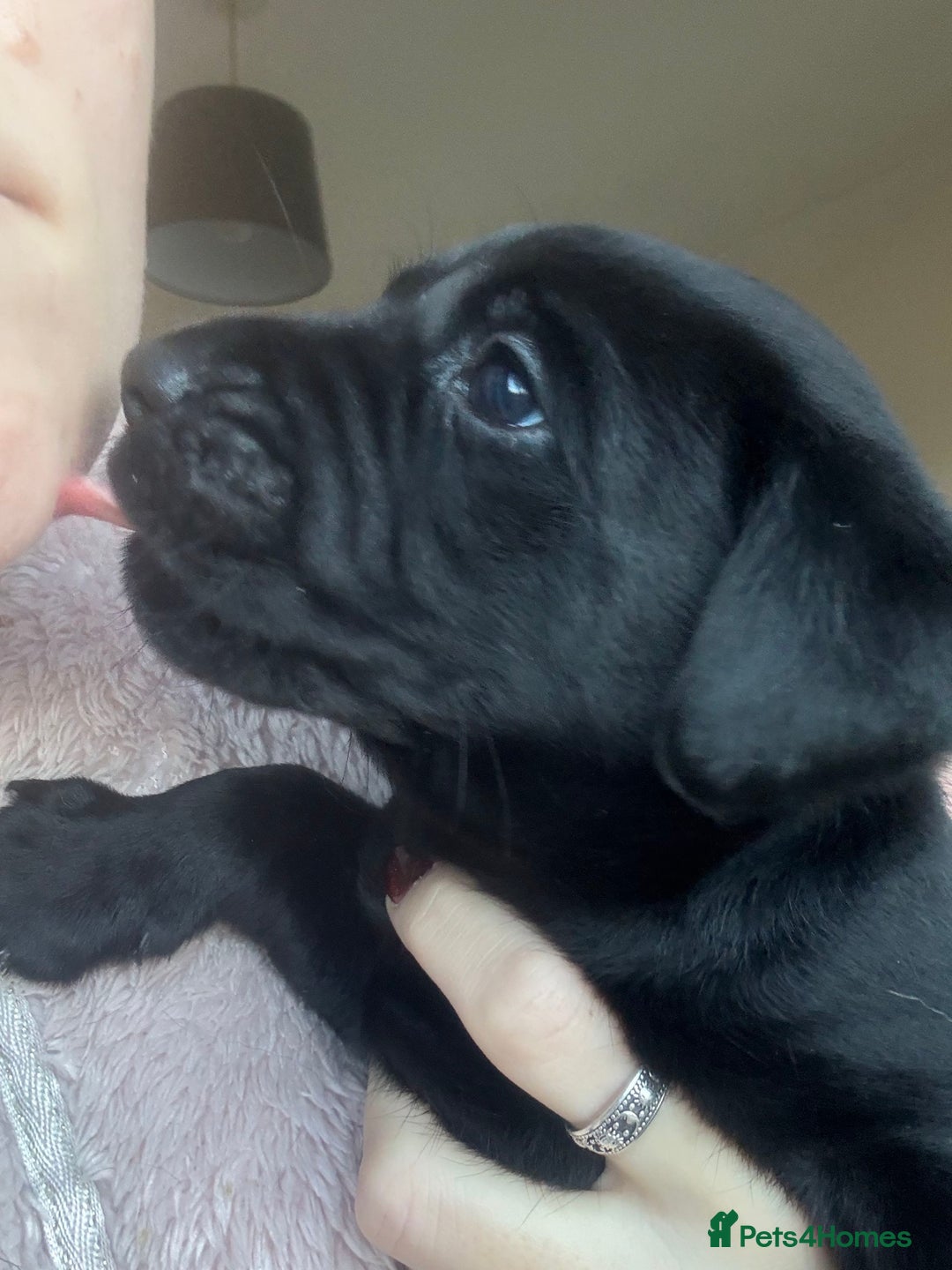 Labrador Retriever dogs for sale: Labrador puppies.  - Advert 27
