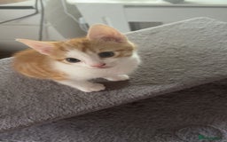 Mixed Breed cats for sale: 10 beautiful kittens - Image 12