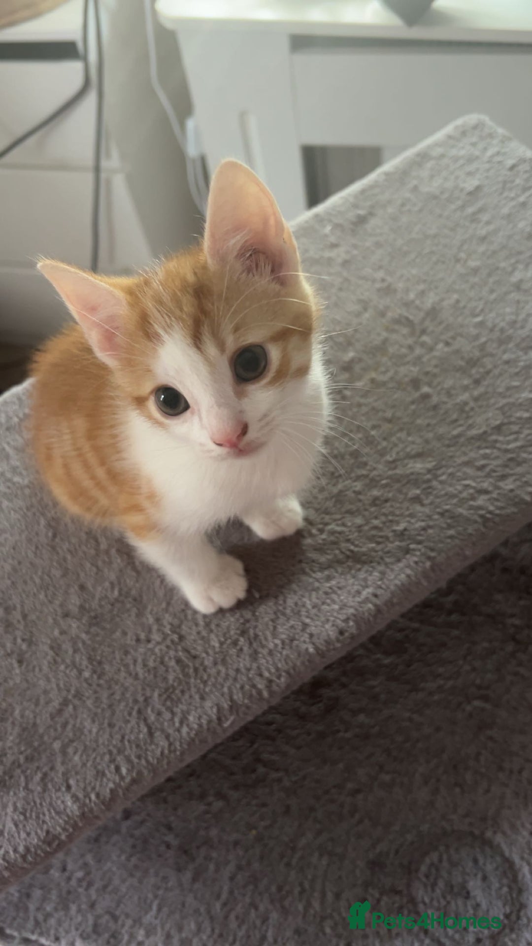 Mixed Breed cats for sale: 10 beautiful kittens - Image 12