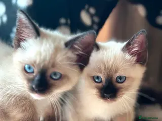 Ragdoll cats STUNNING RAGAMESE (RAGDOLL-SIAMESE) KITTENS - Advert 16