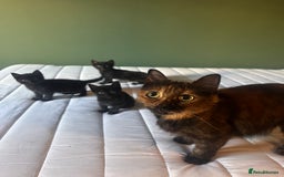 Domestic Shorthair cats for sale: Adorable fluffy kittens for sale!! - Image 6