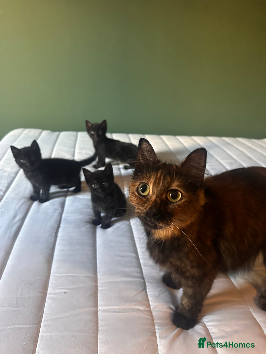 Domestic Shorthair cats for sale: Adorable fluffy kittens for sale!! - Image 6