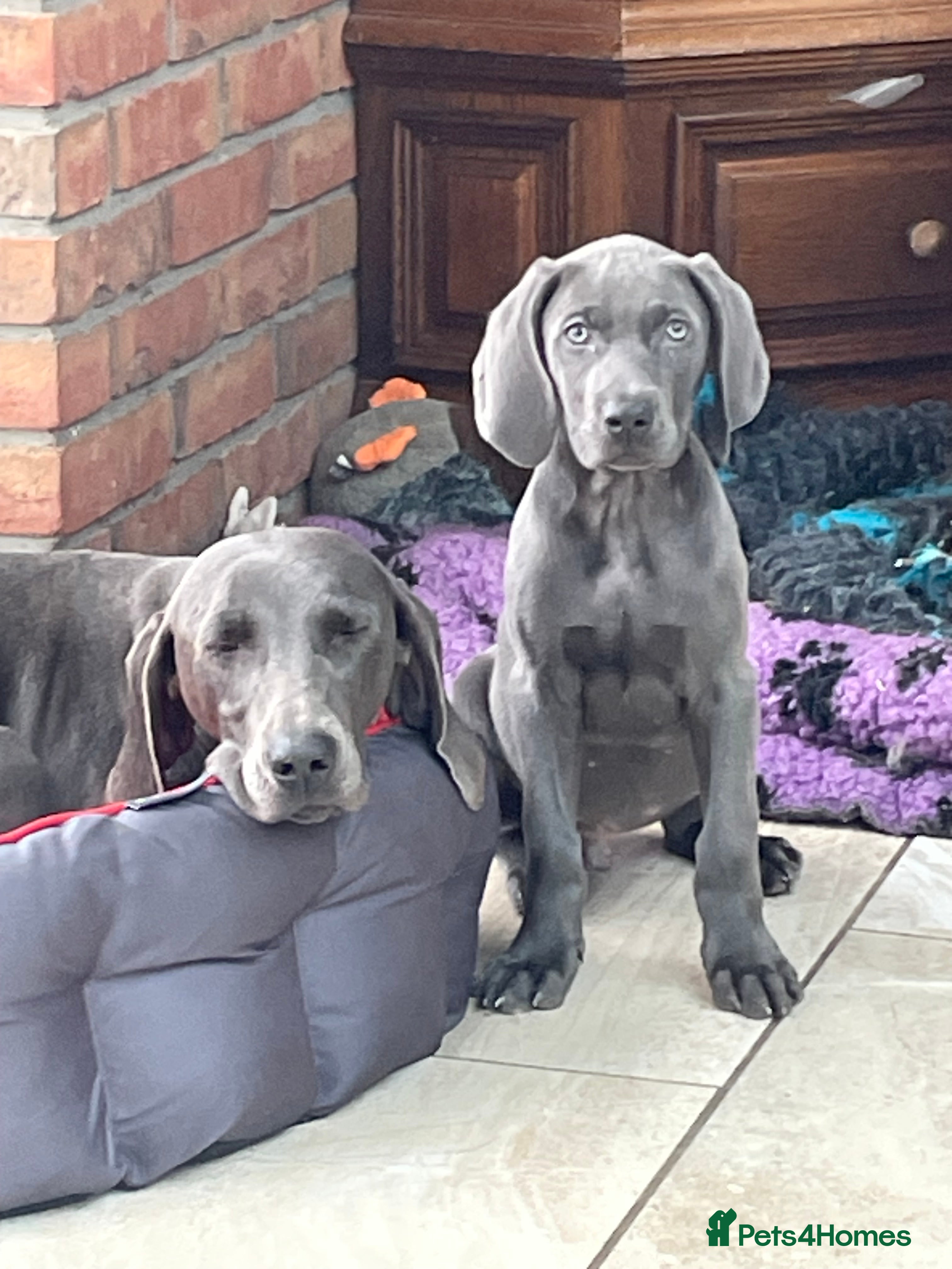 Weimaraner dogs Weimaraner kc registered  - Advert 8