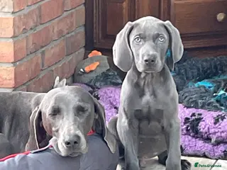 Weimaraner dogs Weimaraner kc registered - Advert 8