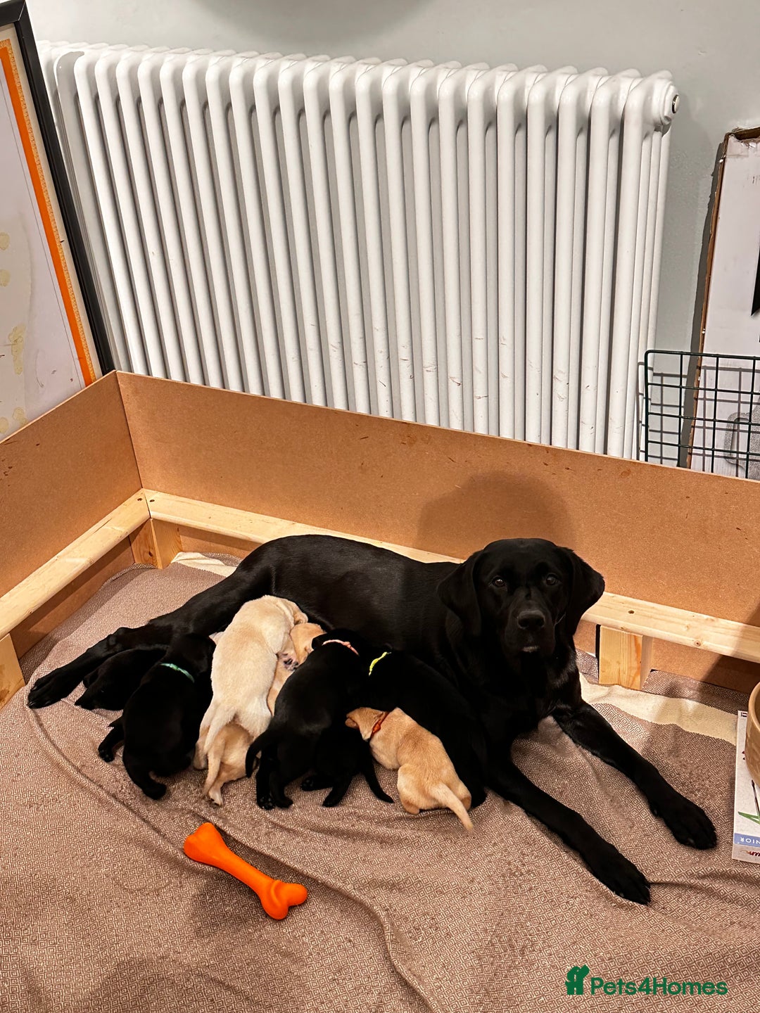 Labrador Retriever dogs for sale: Buccleuch x Fenway Puppy - Advert 6