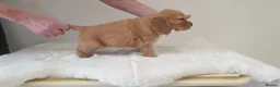 Cocker Spaniel dogs for sale: K.C Show line Cocker Spaniel puppies  - Advert 14