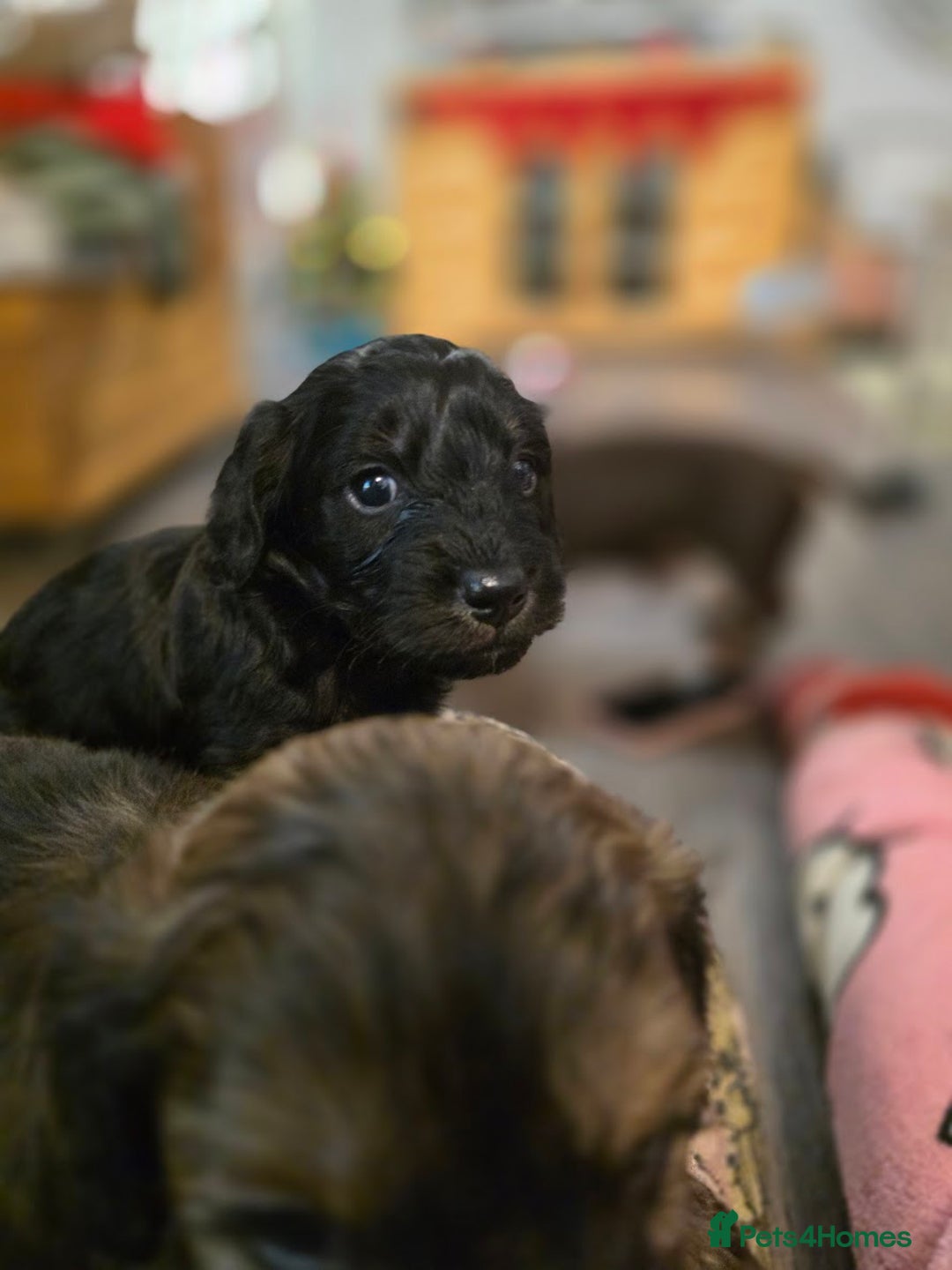 Mixed Breed dogs for sale: Miniature Dachshund x Bichon Havanese Puppies - Advert 20