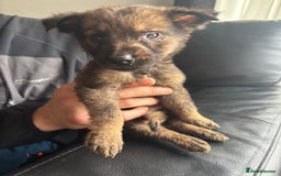 Mixed Breed dogs for sale: Belgian shepherd x German shepherd / lab - Image 1