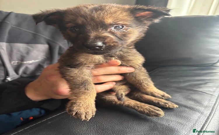 Mixed Breed dogs - Advert 2