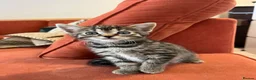 Domestic Shorthair cats for sale: Sweet & Playful Girls ready 8th Oct - Advert 7