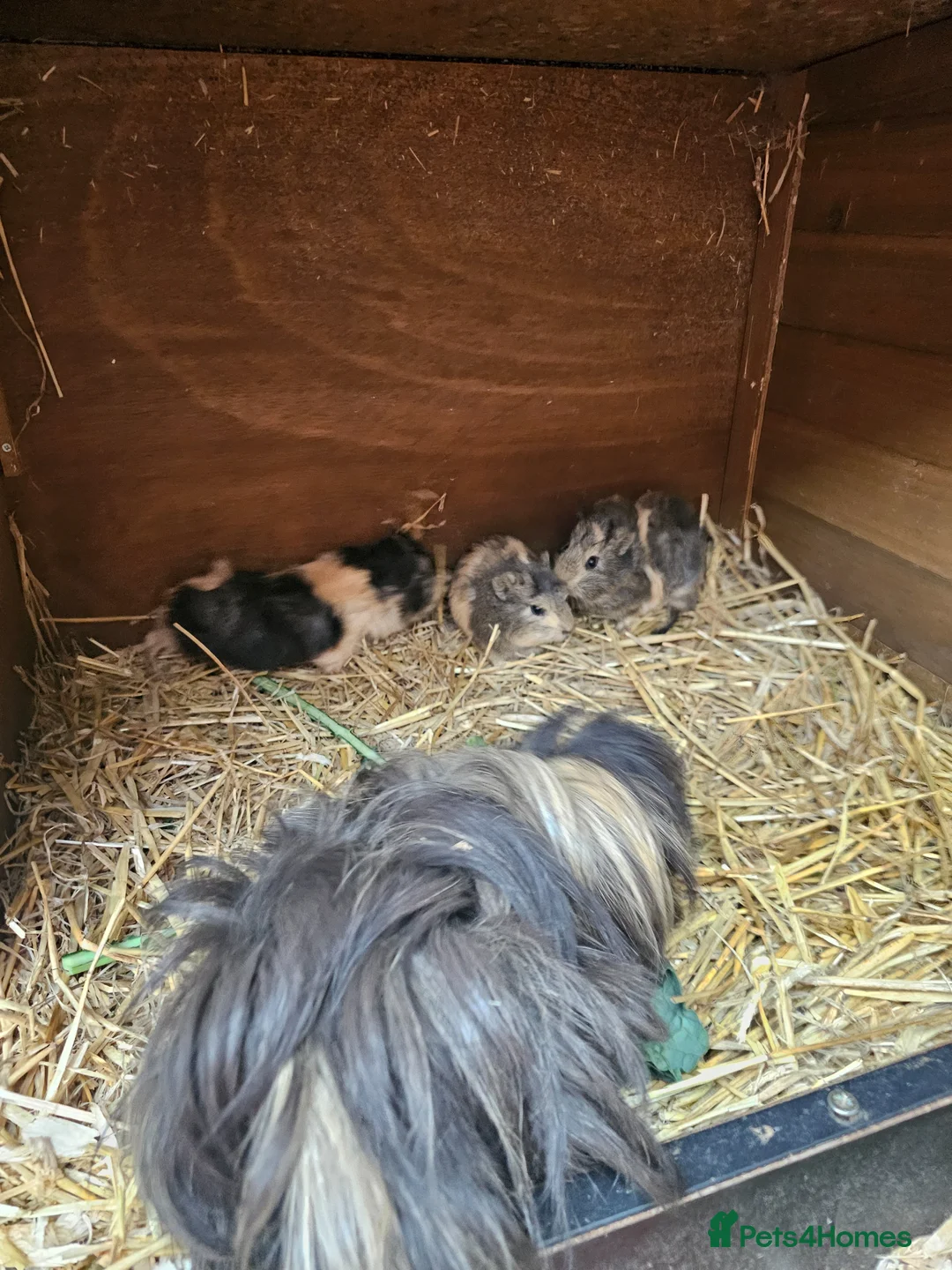 Guinea Pig rodents for sale: Guinea pigs in need of good homes  - Advert 2