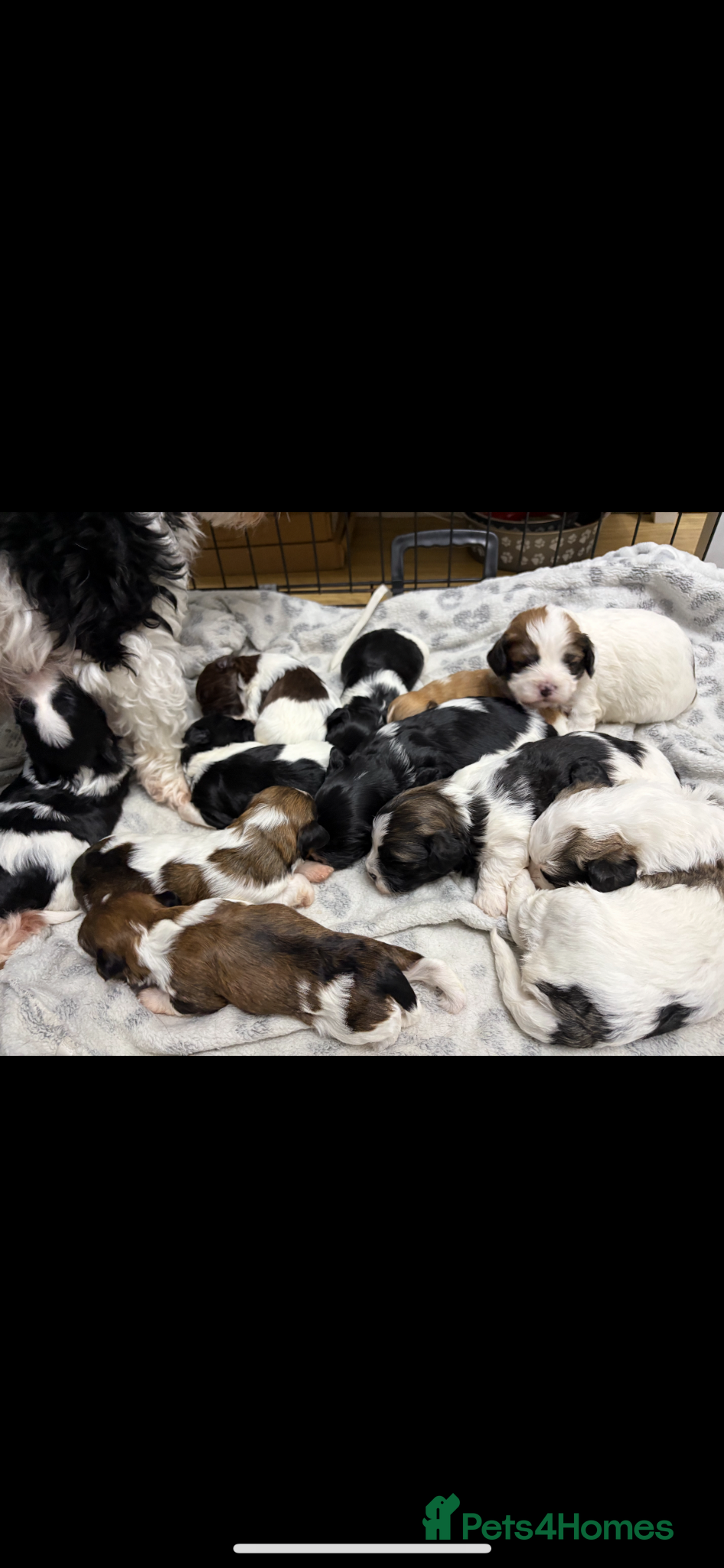 Havanese dogs for sale: Beautiful KC Registered Havanese Puppies - Advert 1