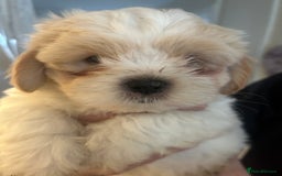 Shihpoo dogs for sale: Shihpoo puppies - Image 3