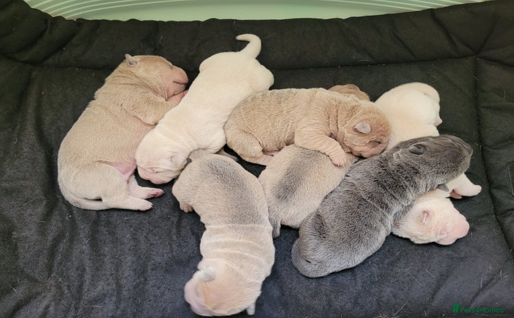 Shar Pei dogs - Advert 1