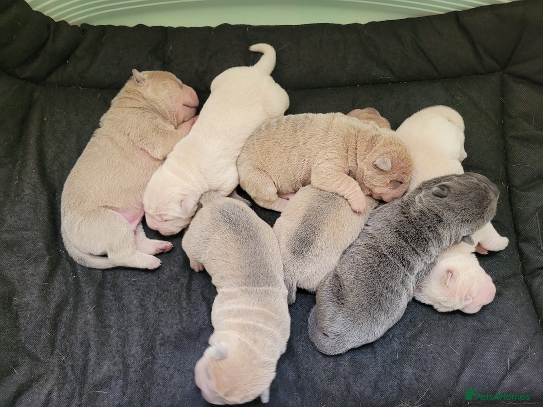 Shar Pei dogs for sale: Shar Pei Puppies - Image 1