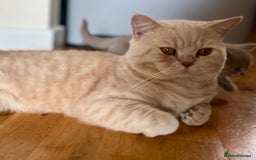 British Shorthair cats for sale: Gorgeous British Shorthair Kittens - Image 11