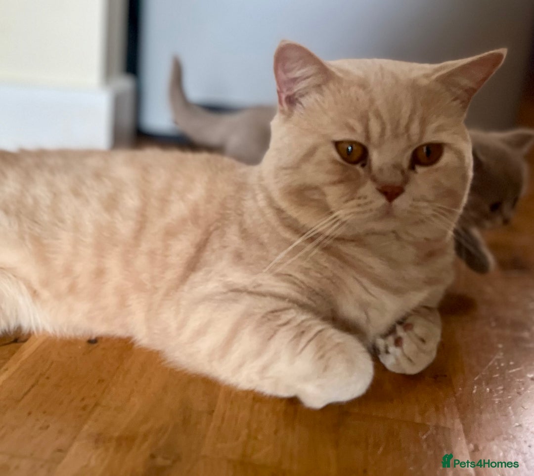 British Shorthair cats for sale: Gorgeous British Shorthair Kittens - Image 11