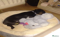 Dachshund dogs for sale: £800 Ono Miniature dachshund please read  - Image 2