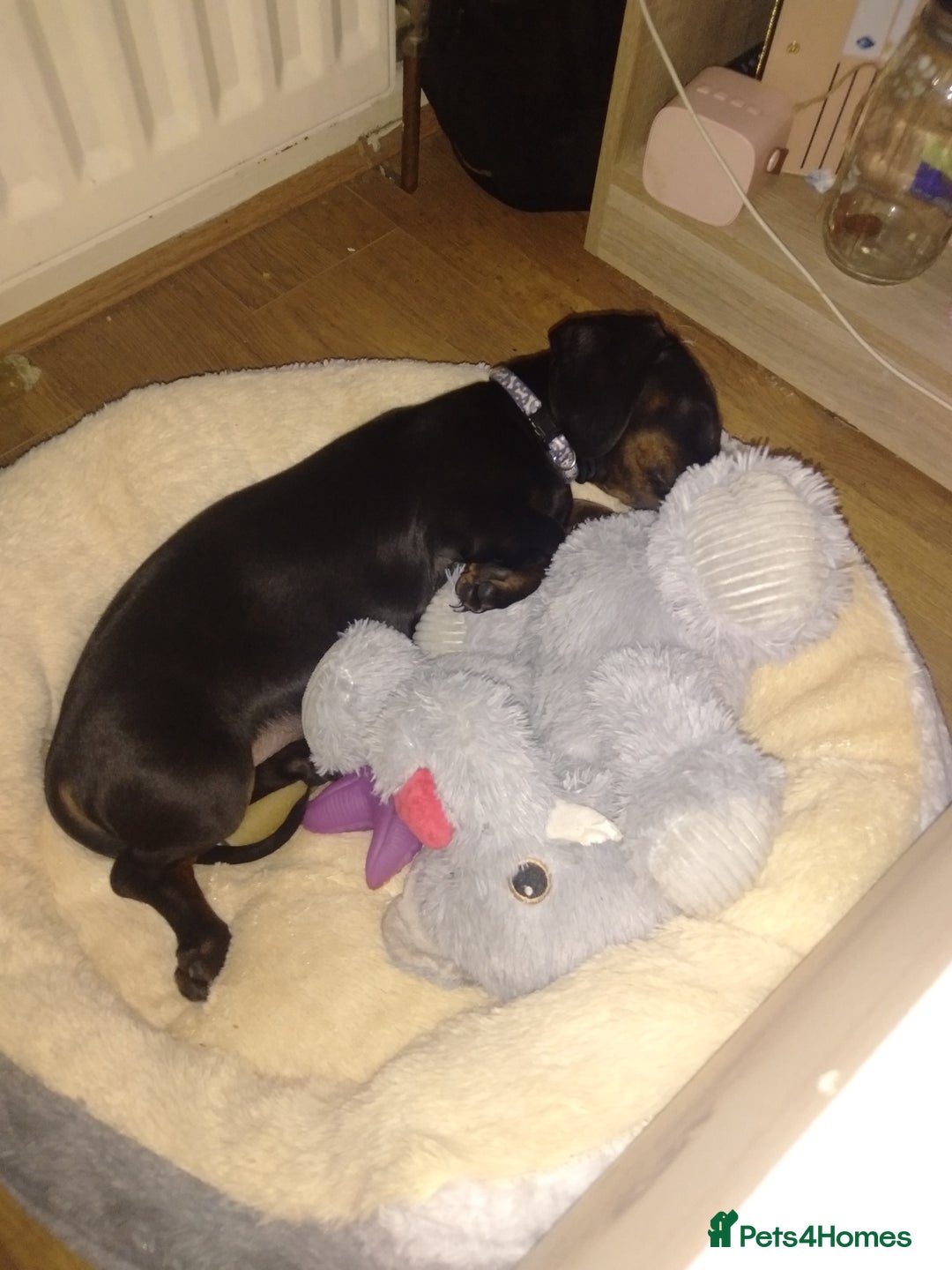 Dachshund dogs for sale: £800 Ono Miniature dachshund please read  - Image 2