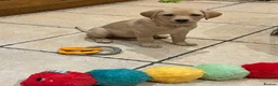 Labrador Retriever dogs for sale: Beautiful Cream KC Labrador Puppies - Advert 5