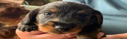 Miniature Dachshund dogs for sale: Miniature Wire haired Dachshund  - Advert 33