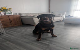 Rottweiler dogs for sale: 1 year 6 month rottweiler needs urgent rehoming - Image 7