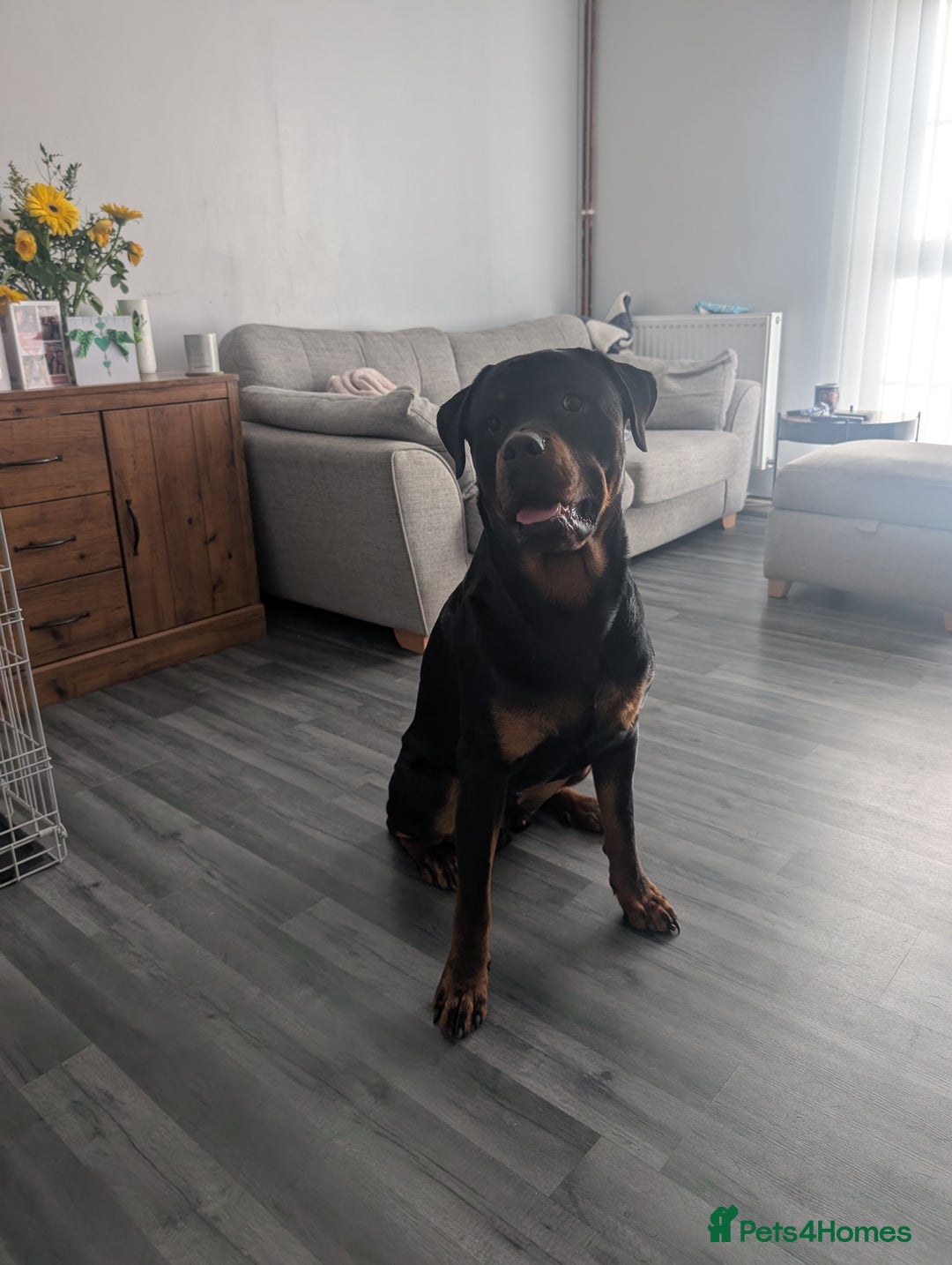 Rottweiler dogs for sale: 1 year 6 month rottweiler needs urgent rehoming - Image 7