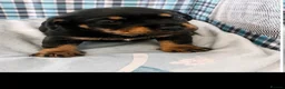 Mixed Breed dogs for sale: French bull weiners  in Sheffield - Advert 2