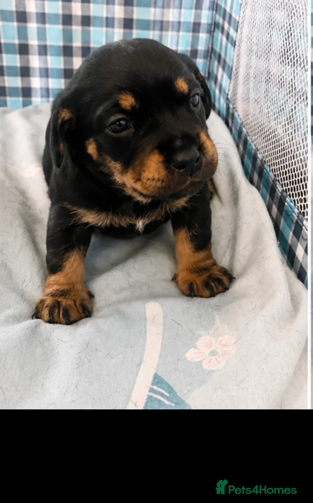 Mixed Breed dogs for sale: French bull weiners  in Sheffield - Advert 2