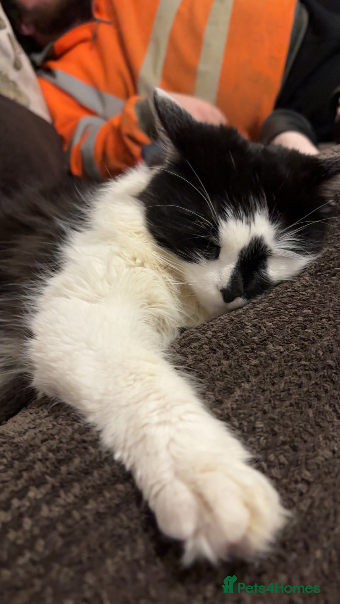 Mixed Breed cats for sale: Momo mane coon mix  - Advert 9