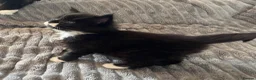 Maine Coon cats for sale: 2 beautiful Maine coon kittens - Advert 26