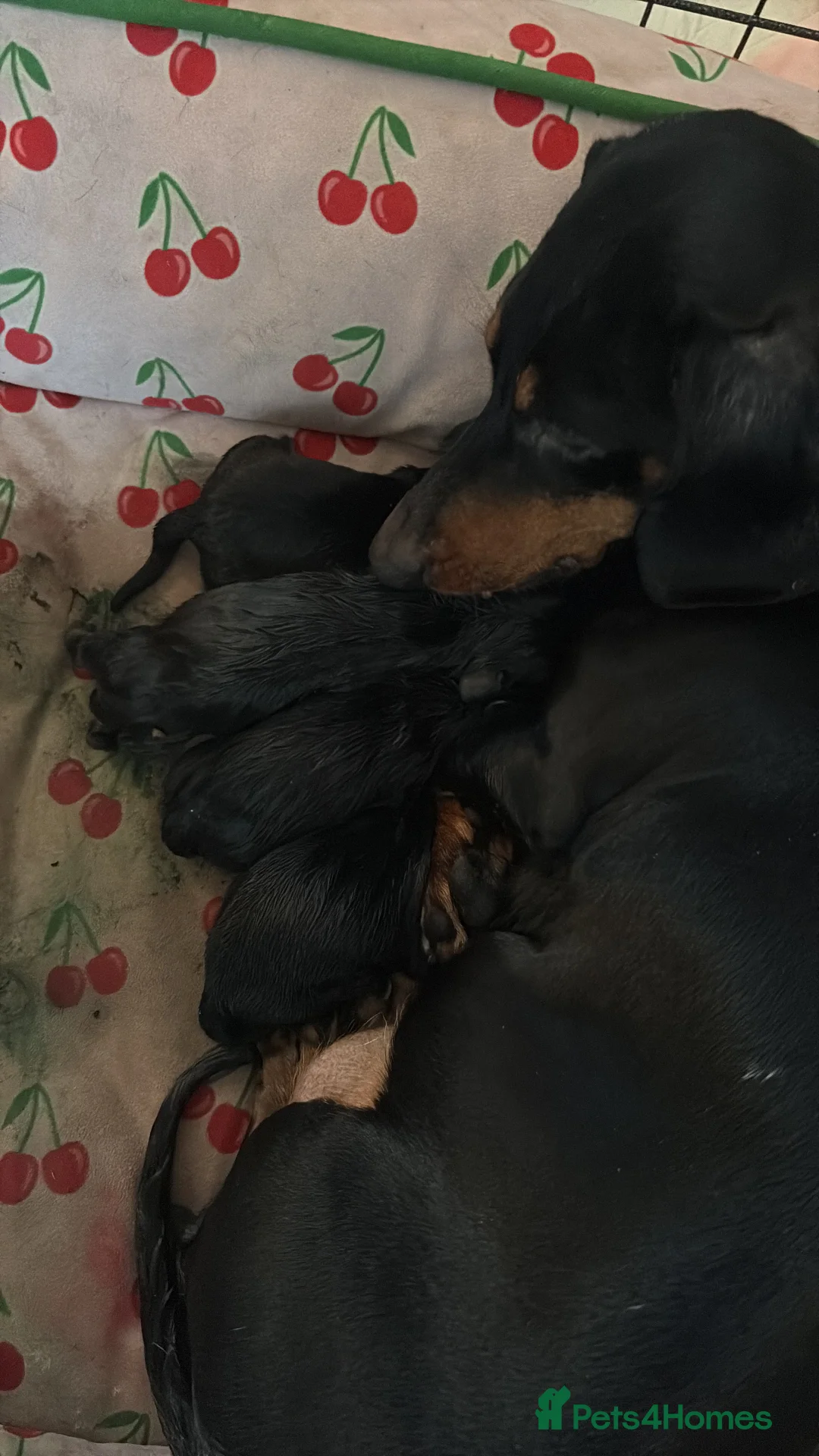 Dachshund dogs for sale: Dachshund puppies in Blackburn - Advert 2
