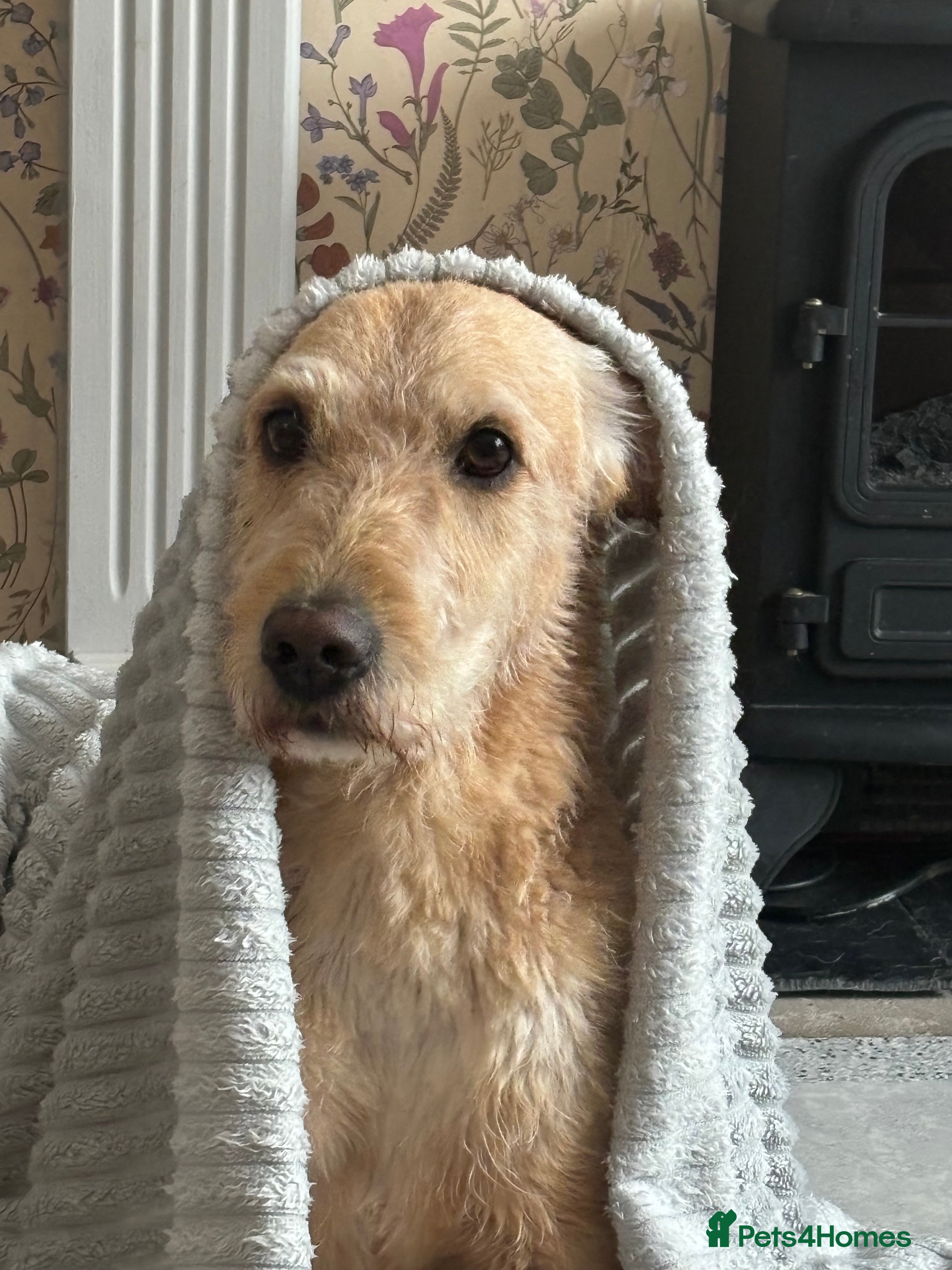 Labradoodle dogs Teddy - Advert 4