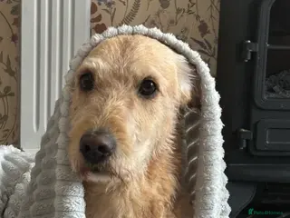 Labradoodle dogs Teddy - Advert 4